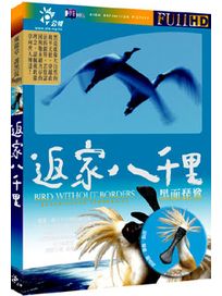 返家八千里-黑面琵鷺