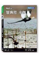 台灣脈動 41-菱角鳥 水雉
