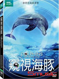 窺視海豚